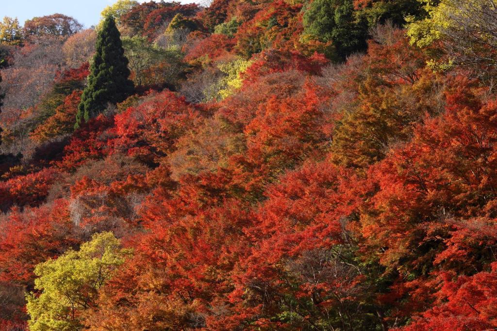 Ryokan Kato Yoshino  Exterior foto